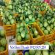 Cung cấp sóng nhựa đựng trái cây giá tốt - Ms Thanh 0913 819 238